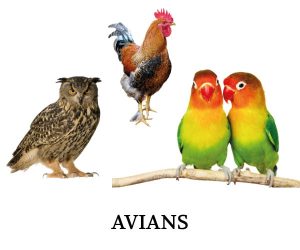 avians-nobg avians-nobg