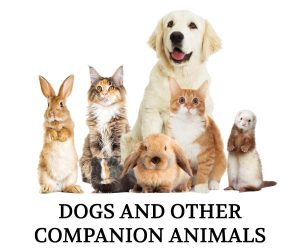 dogs-others-nobg dogs-others-nobg