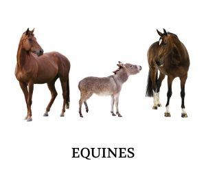 equines