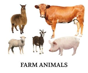 farm-animals-nobg