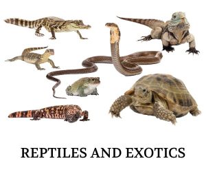 Wormcounts for Reptiles and Other Exotic Animals 